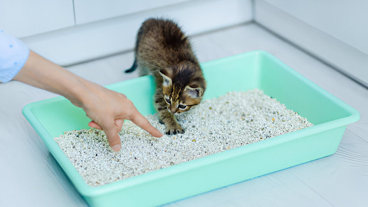 Your Feline Litter Box Problem