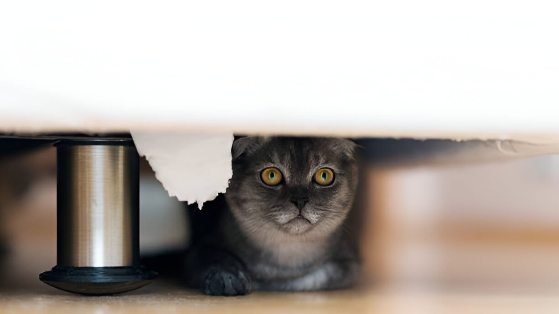 Scared cat under the table, avoiding litter box