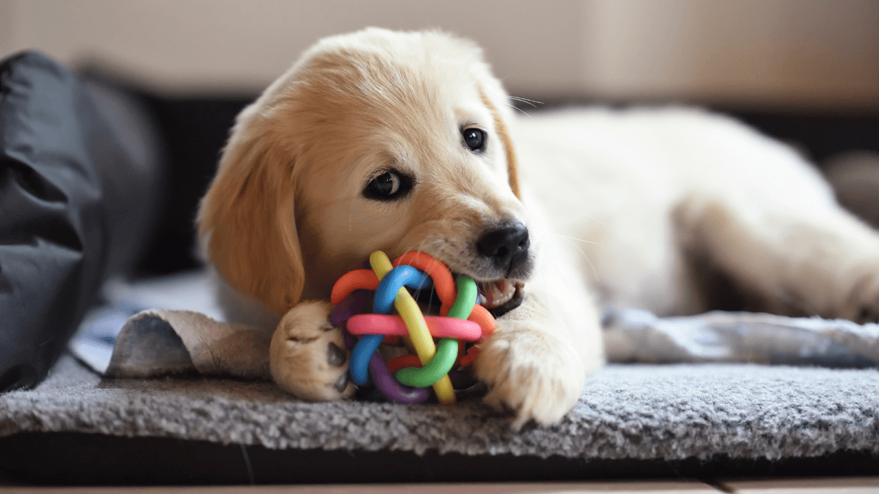 The image shows a golden retriever puppy playing with a colorful toy.