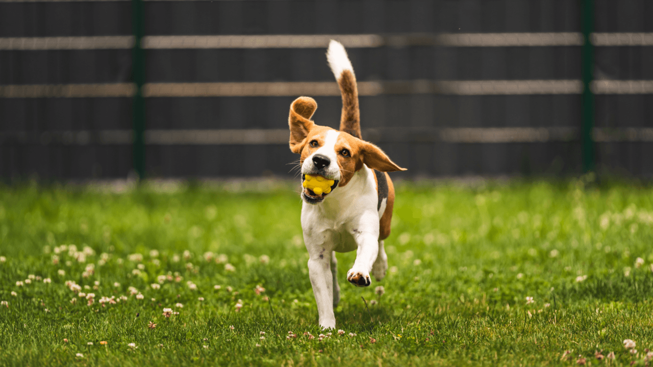 A Beagle dog with long floppy ears runs through a grassy field with a ball in its mouth.