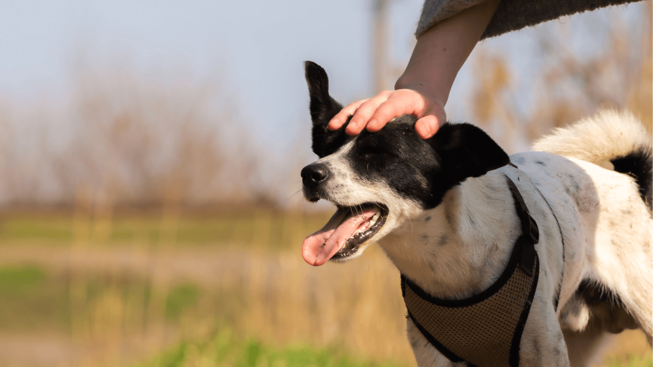The image shows a person petting a happy dog wearing a harness.