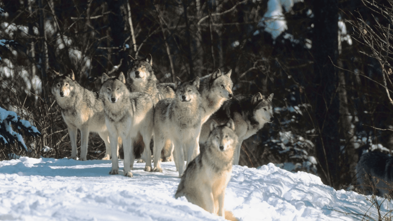 A pack of wolves stands alert in a snowy, wooded environment.