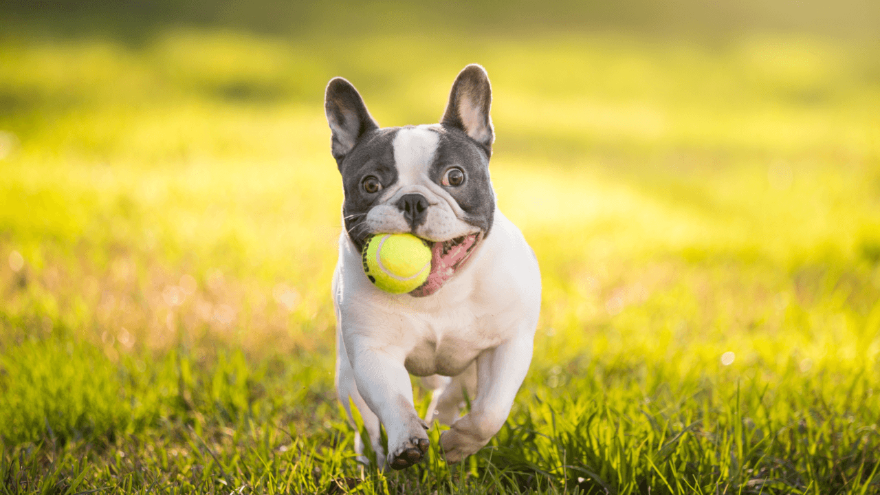 A French Bulldog gleefully chases a tennis ball across a grassy field.