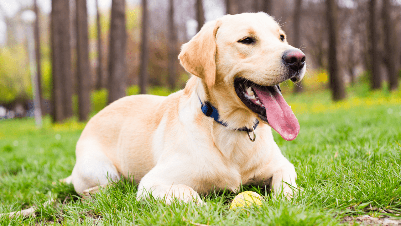 The image shows a golden Labrador Retriever lying on the grass with a tennis ball.