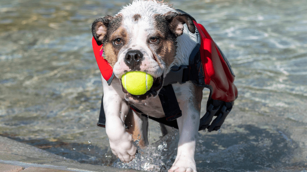 A dog wearing a life jacket, holding a tennis ball, exits a pool.
