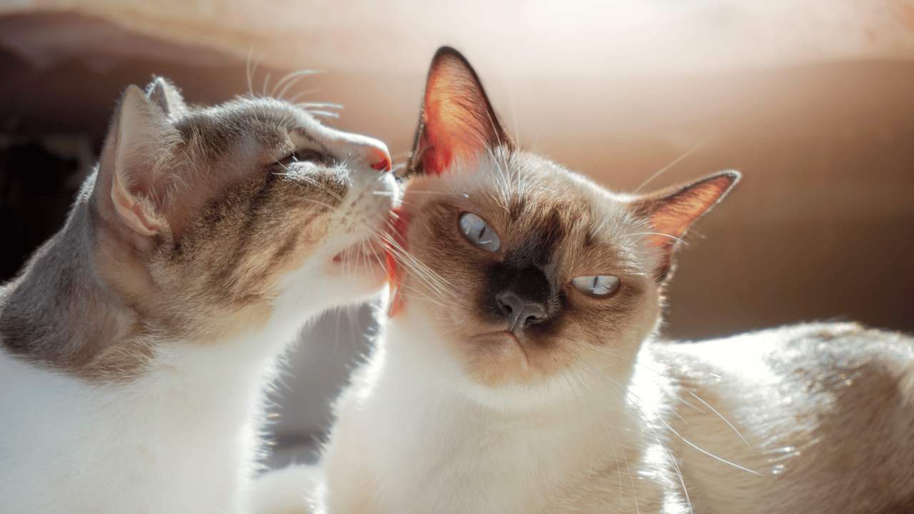 Dealing with Grooming Problems