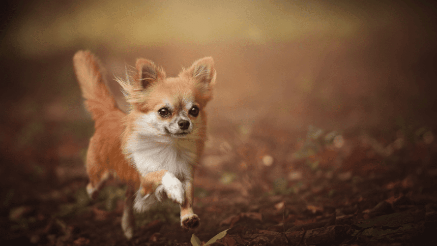 Debunking several myths about dogs