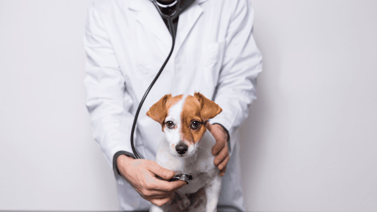 A vet conducting a physical examination on a dog