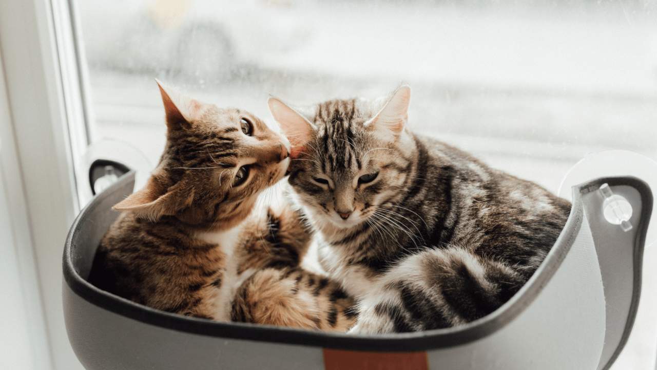 House with multiple cats using single litter box