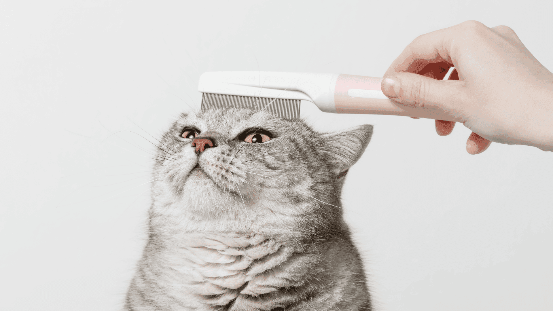 Promoting Good Grooming Practices