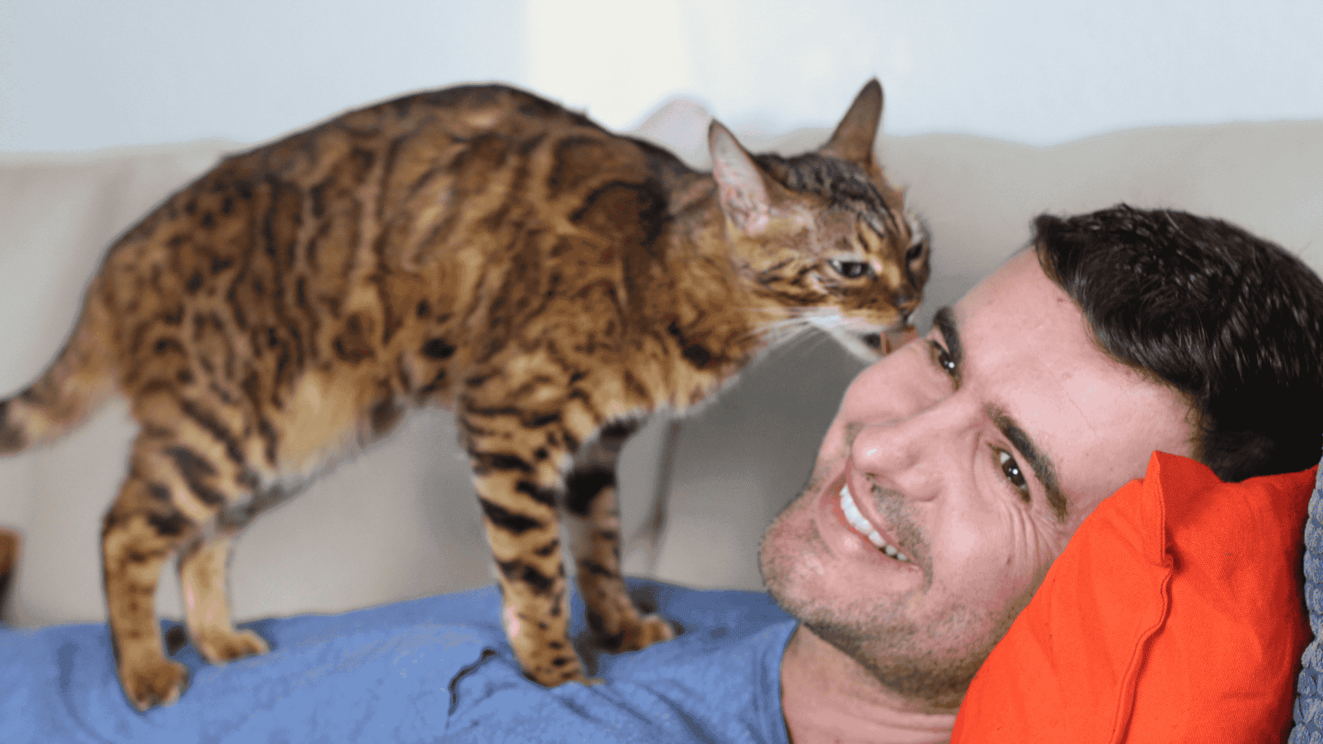 How Grooming Affects the Bond Between Cats and Humans