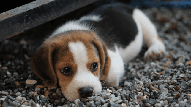 Dogs laying down and having depiction of loyality