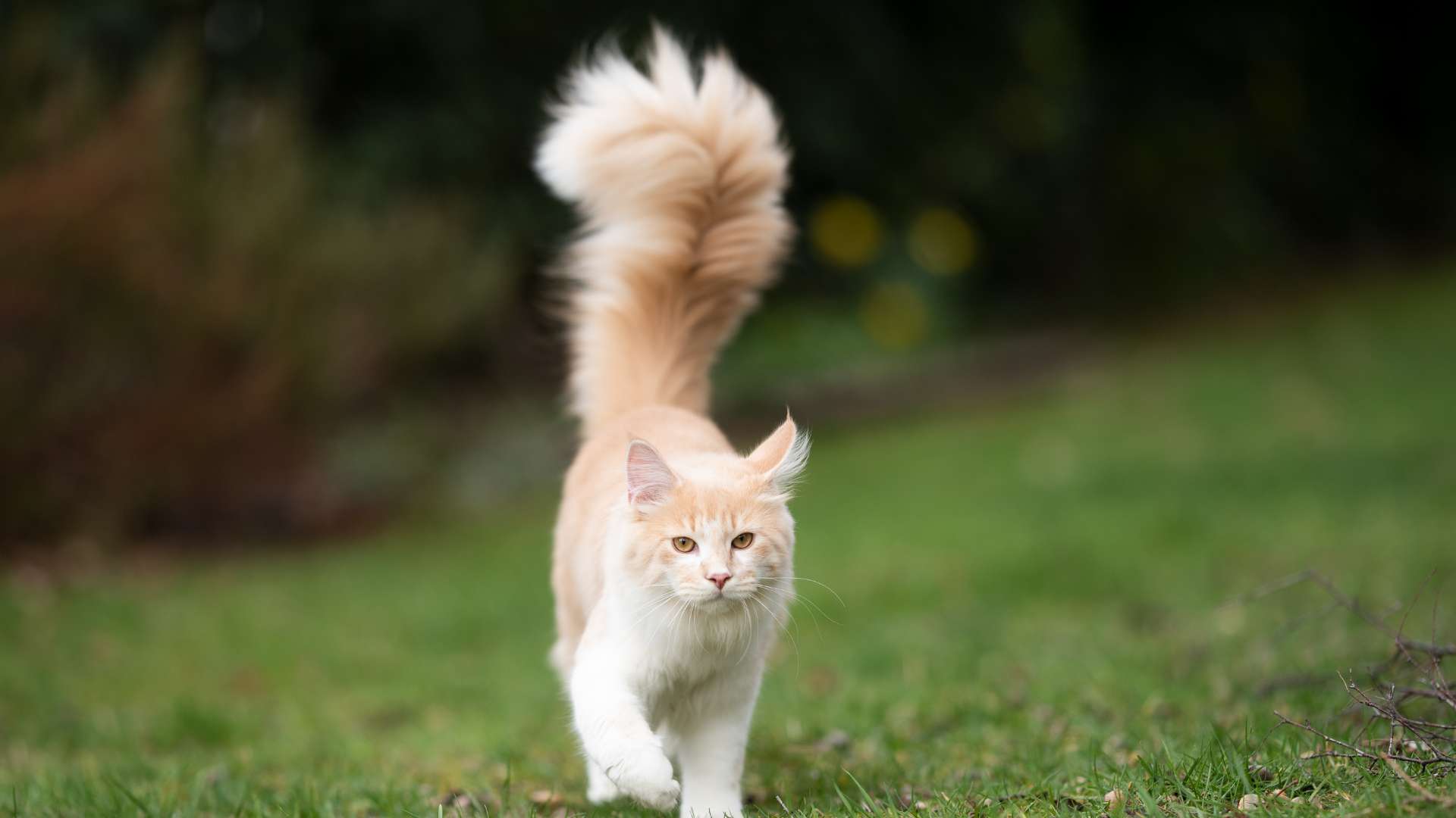 Decoding wagging of cat tails