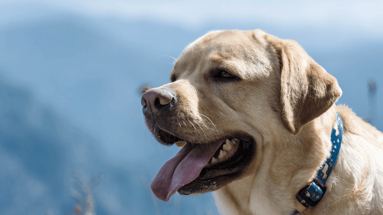A comparison image showing a dog panting normally after exercise and a dog panting excessively while resting