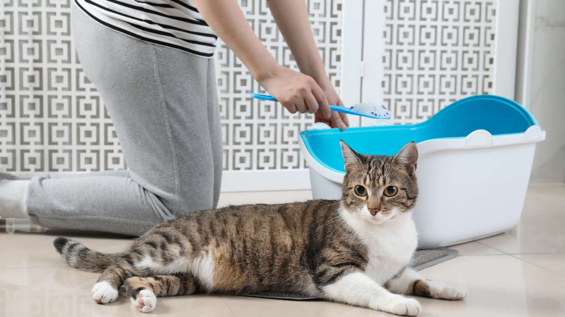 Specific conditions where your cat like to follow you