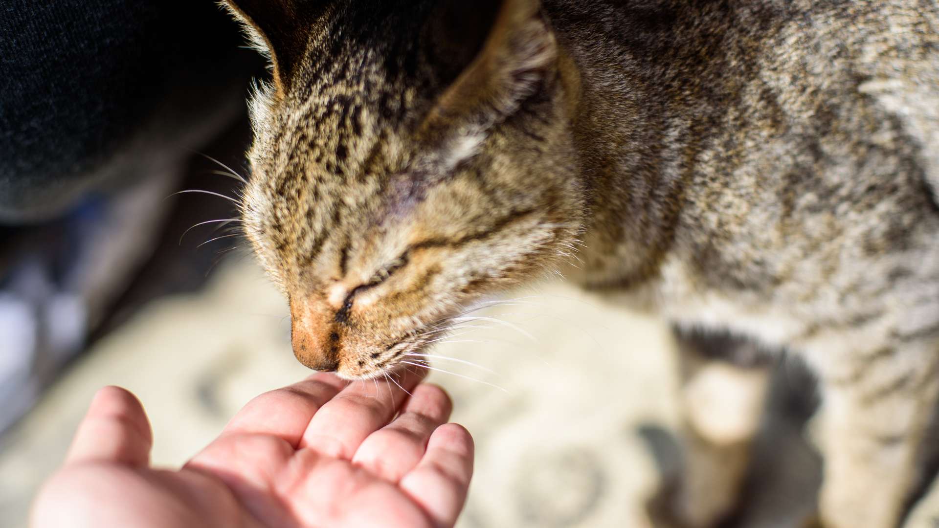 Licking as a Form of Communication 