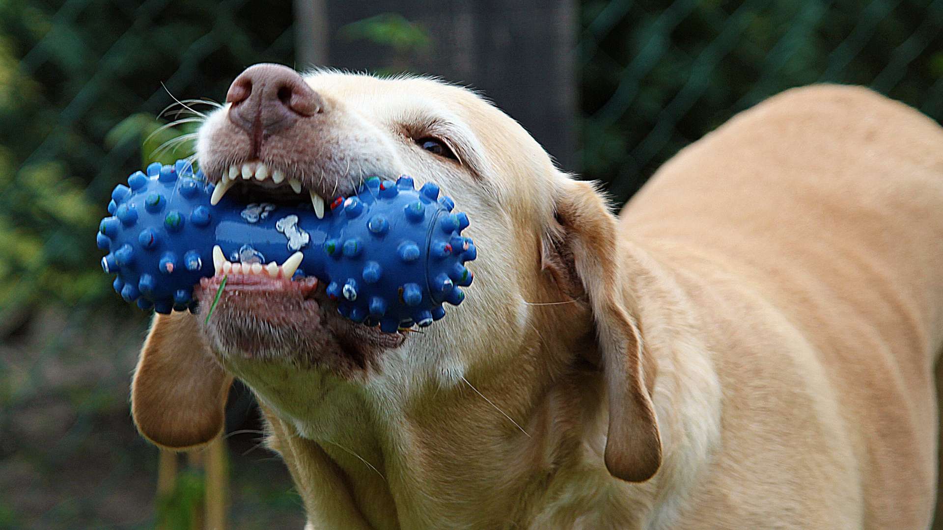 Why Dogs Love Squeaky Toys