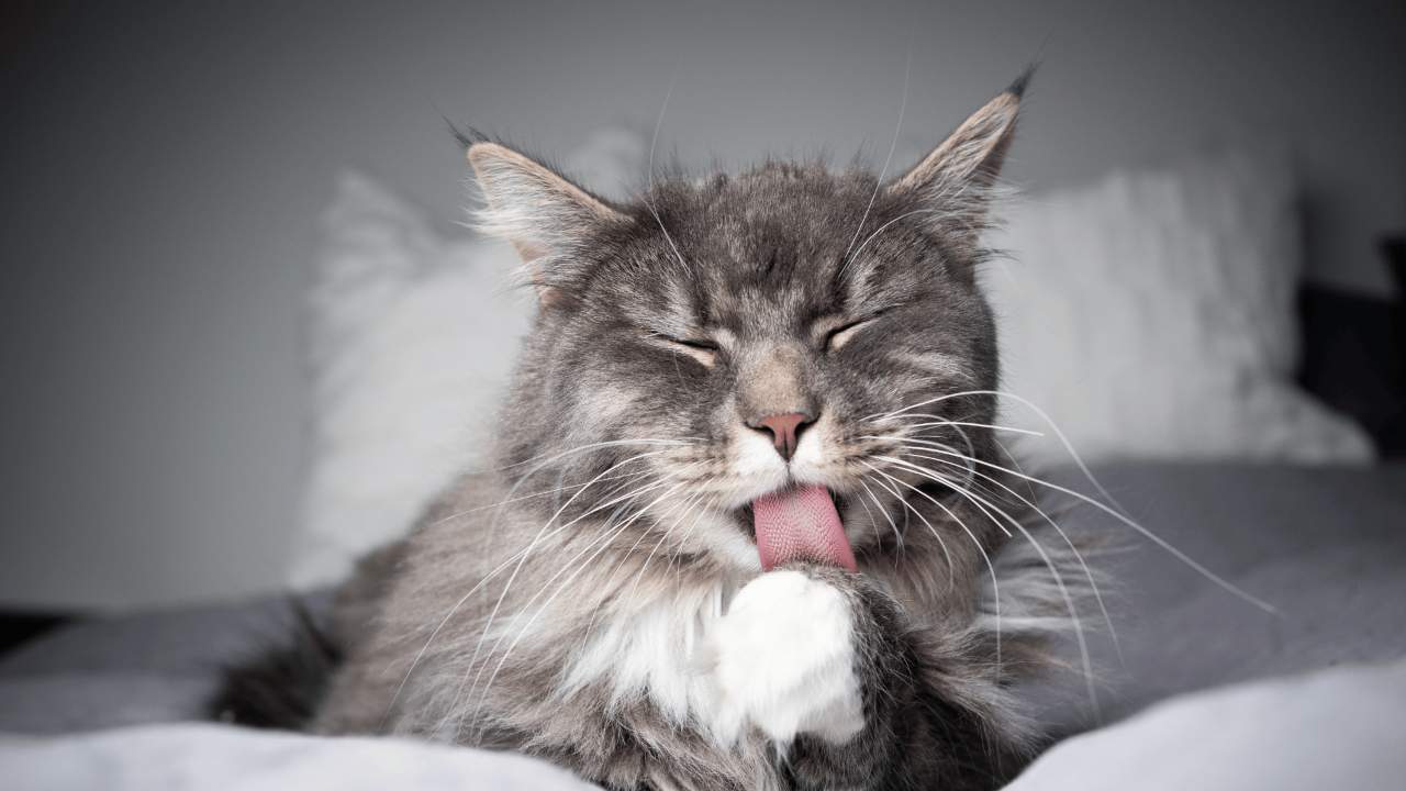 Cats Groom itself with tongue