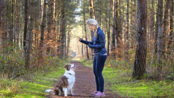 Owner training his dog, means dog are easy to train