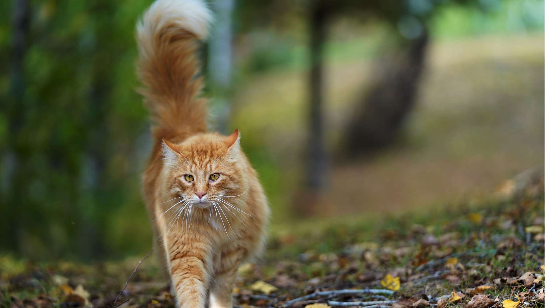 Different Types of Tails Movements 