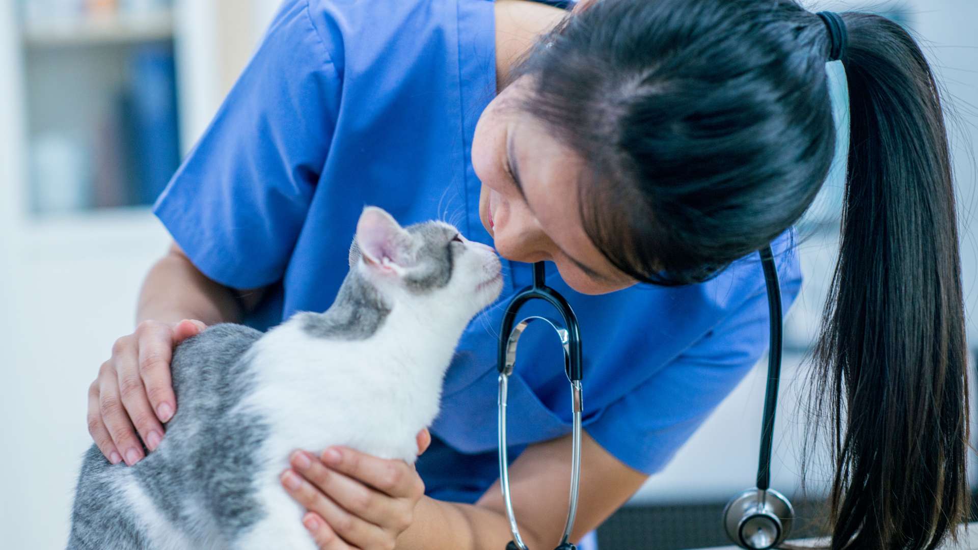 Health and behavior concern in cat like sudden change in behavior