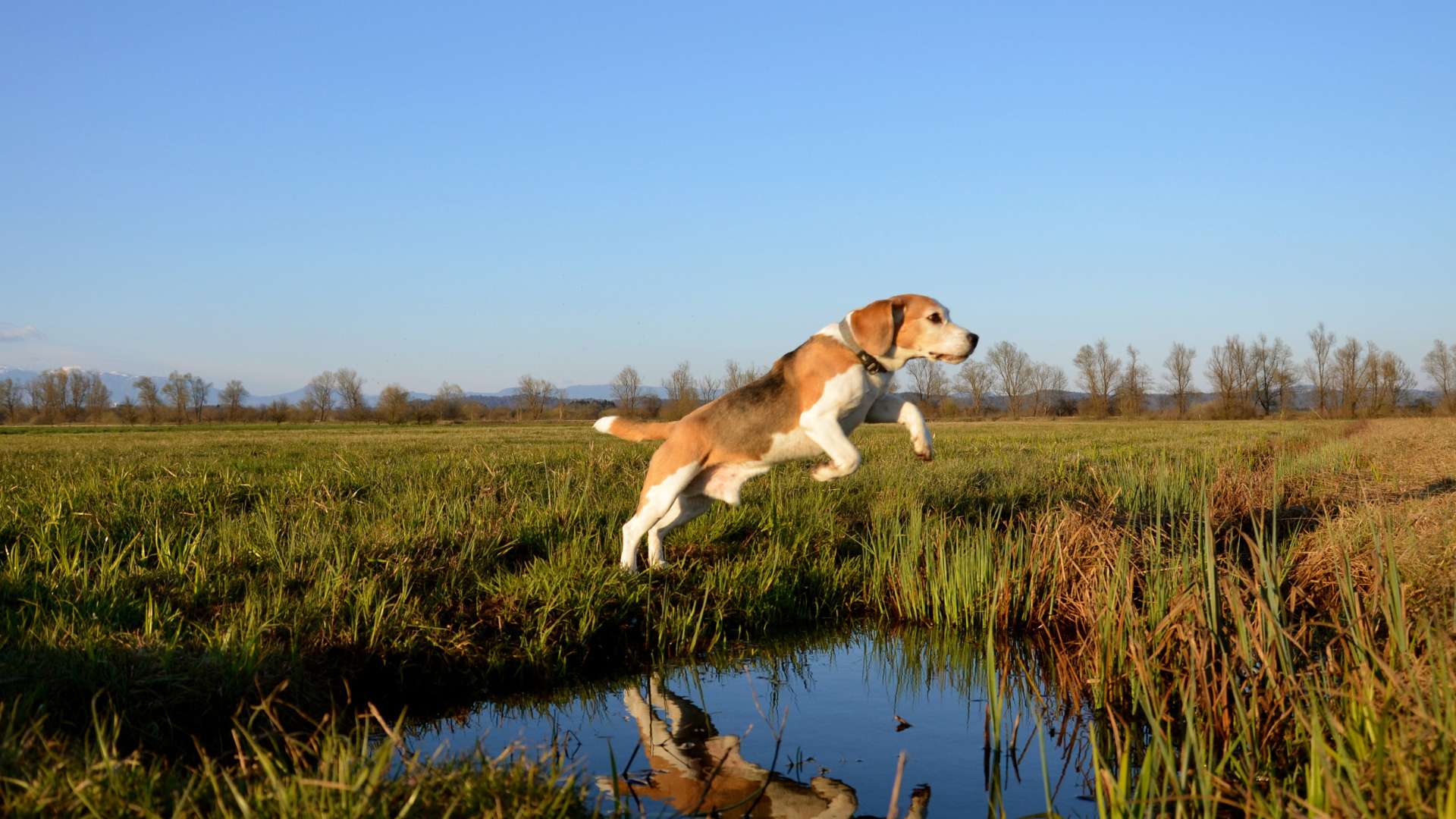 A Beagle displaying high energy, vocalizing, with a chewed item in its vicinity.
