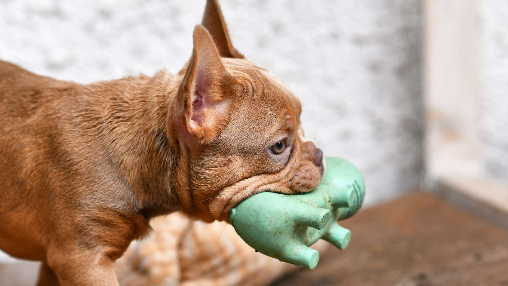 The Benefits of Squeaky Toys for Dogs