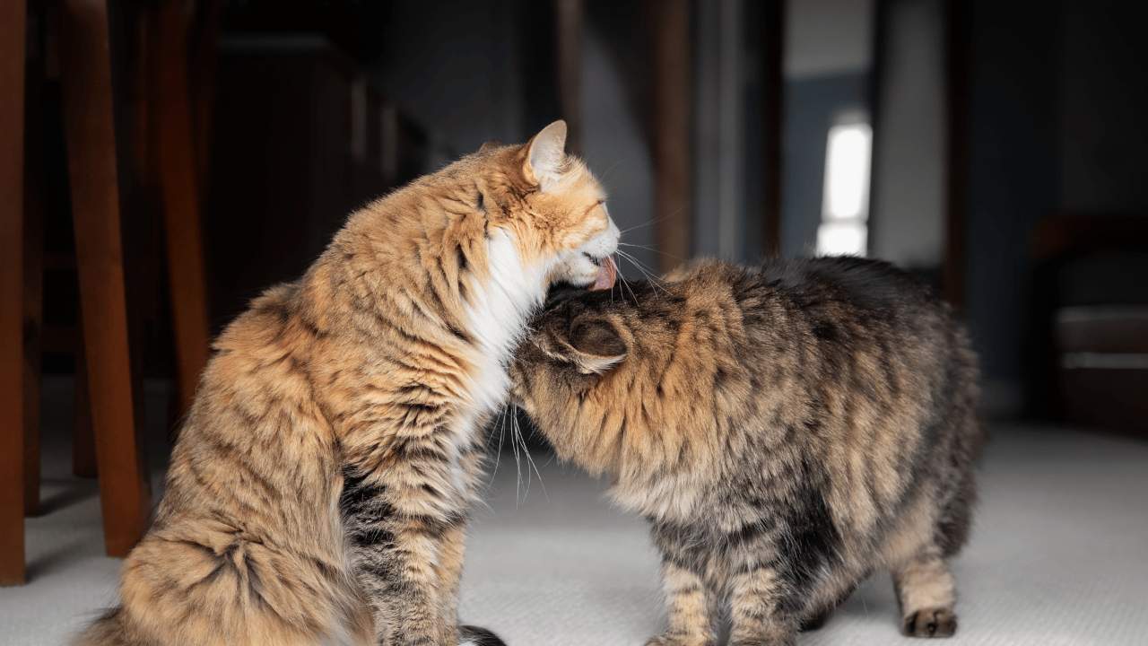 Reasons Why Cats Groom Each Other