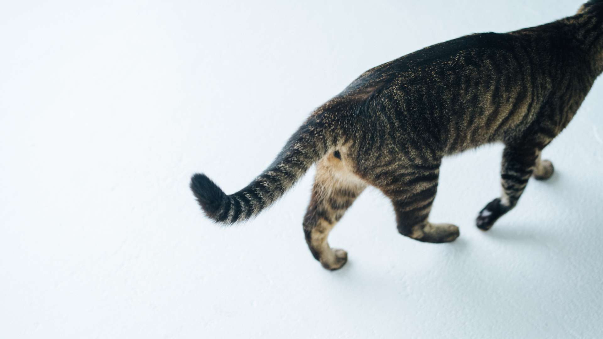 Tails Movements in Different Contexts about cats