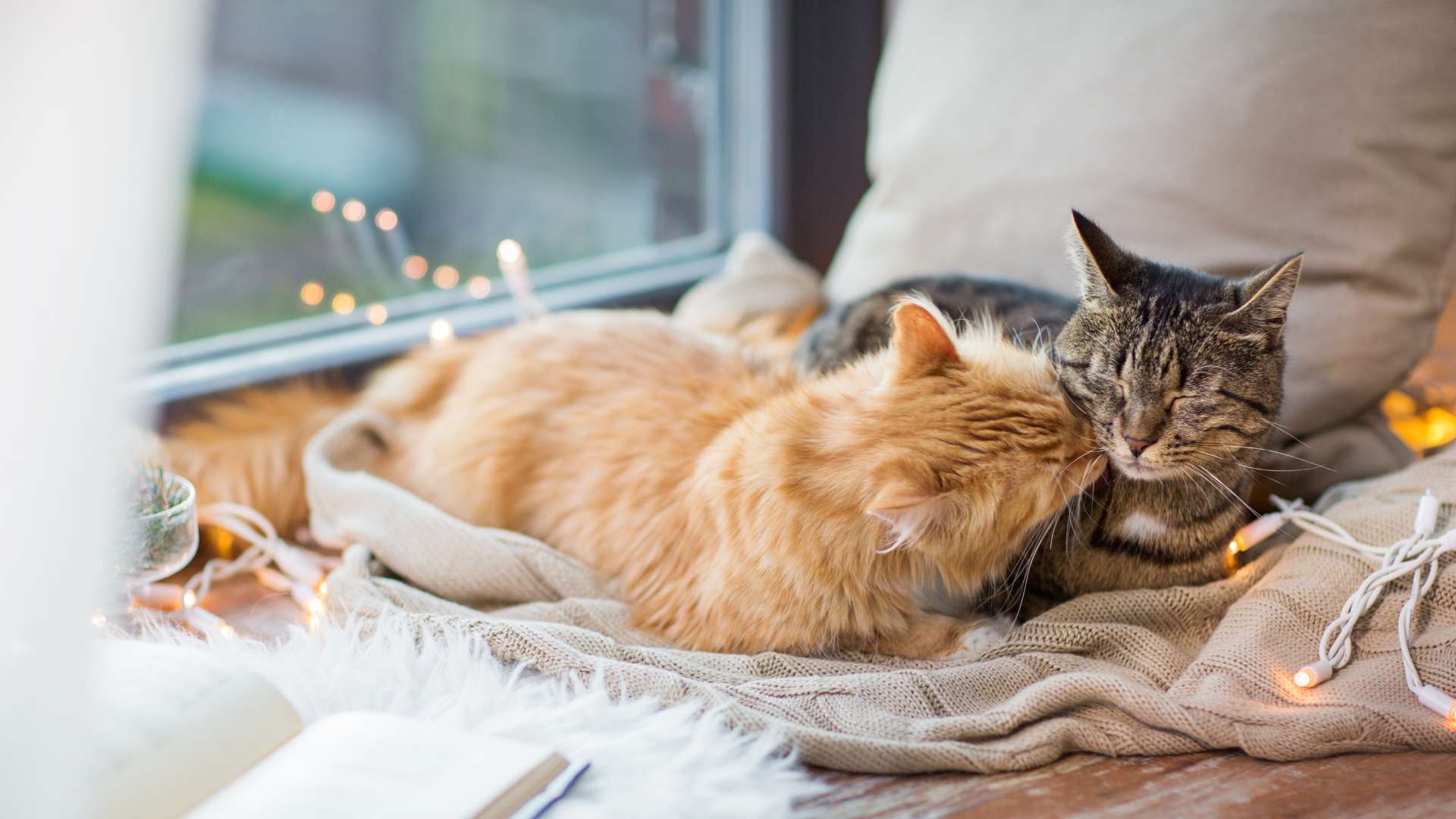 Managing and modifying behavior in cat