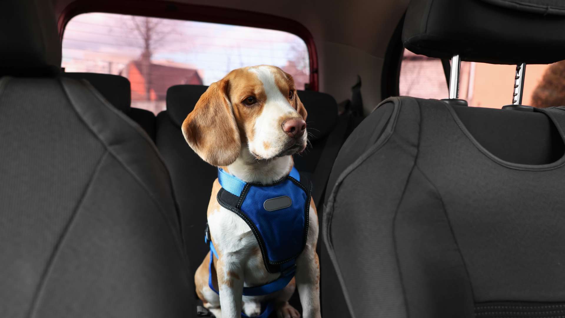 A Beagle sitting on its own during a training session, showing its independent nature.