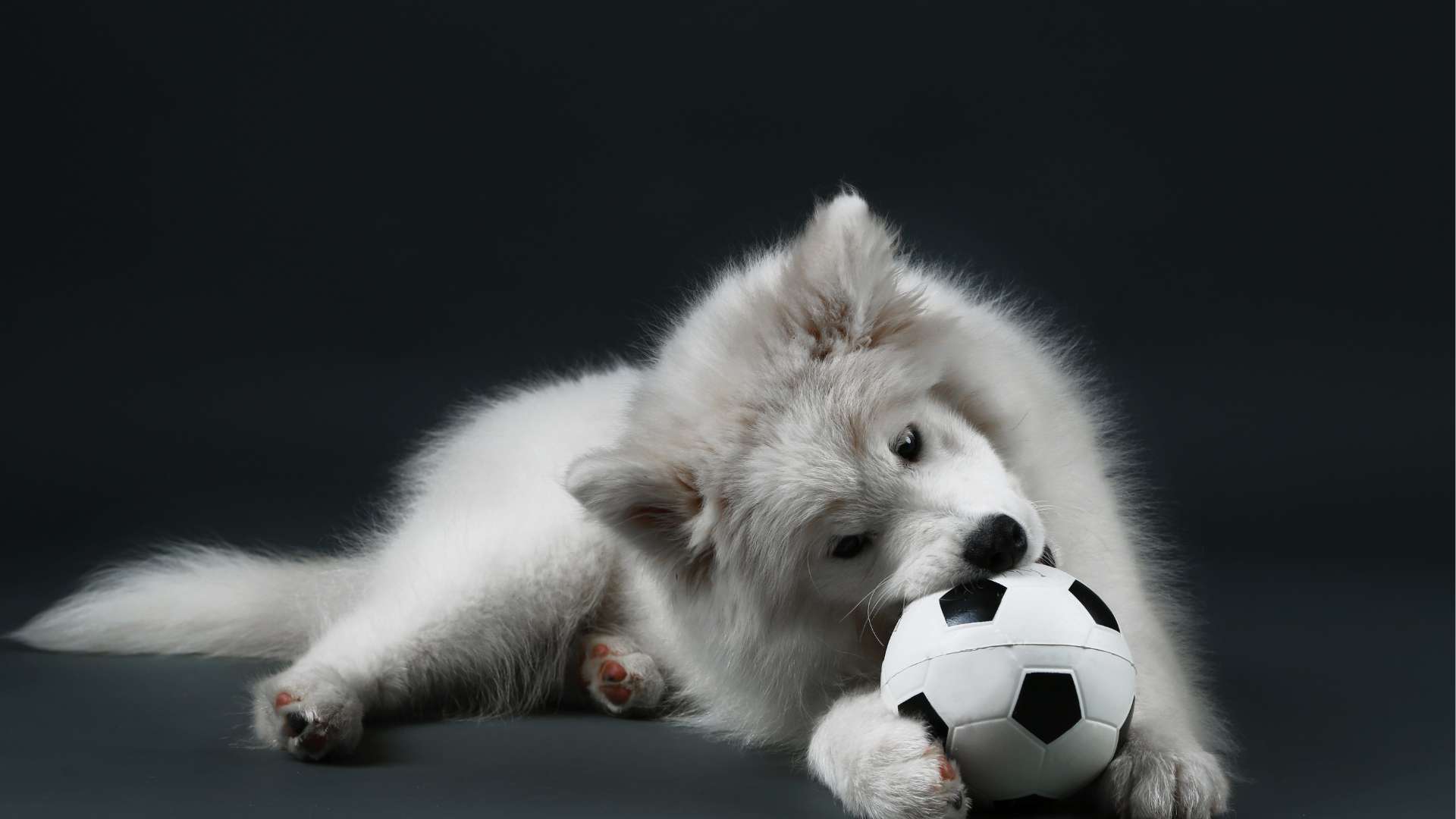 Training and Enrichment with Squeaky Toys