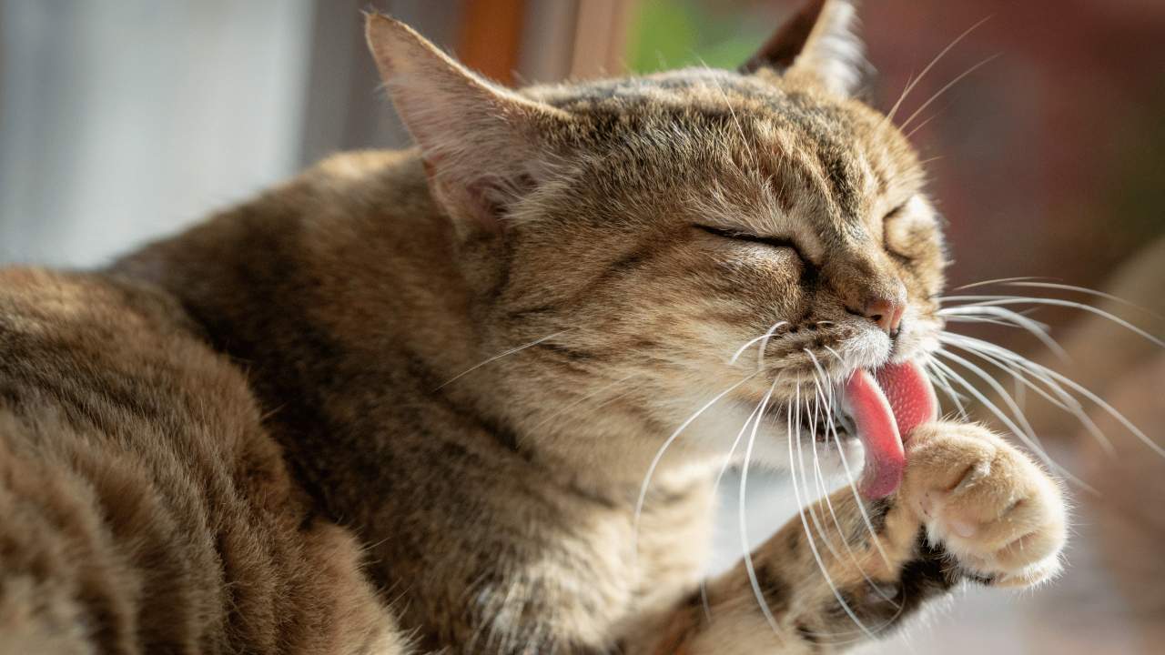 Common Grooming Behaviors and Their Meanings, why cats groom each other