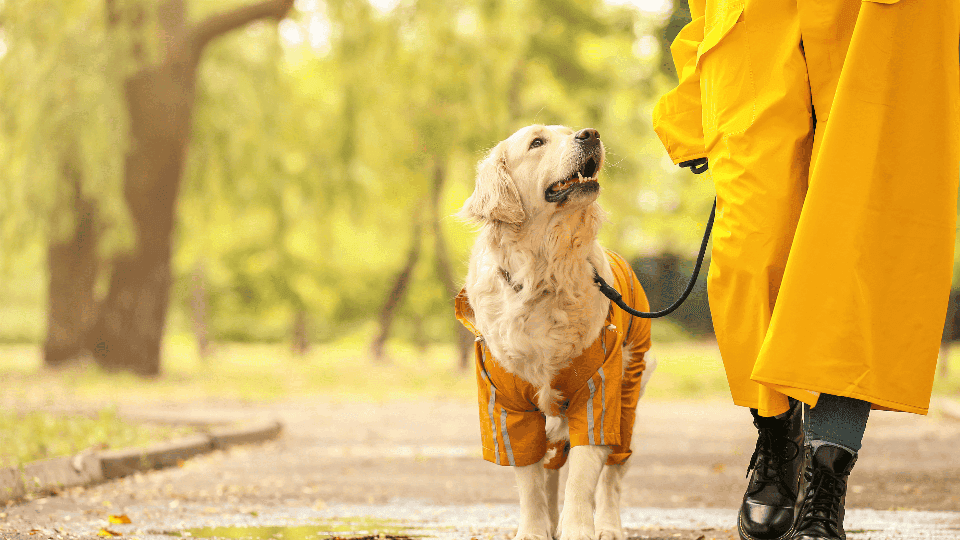 Dog helps us to keep healthy
