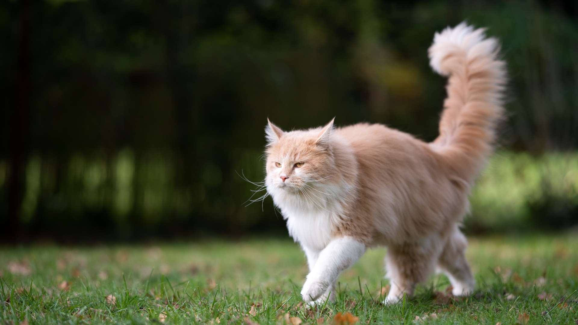 Cat Tails Movements and Emotional States
