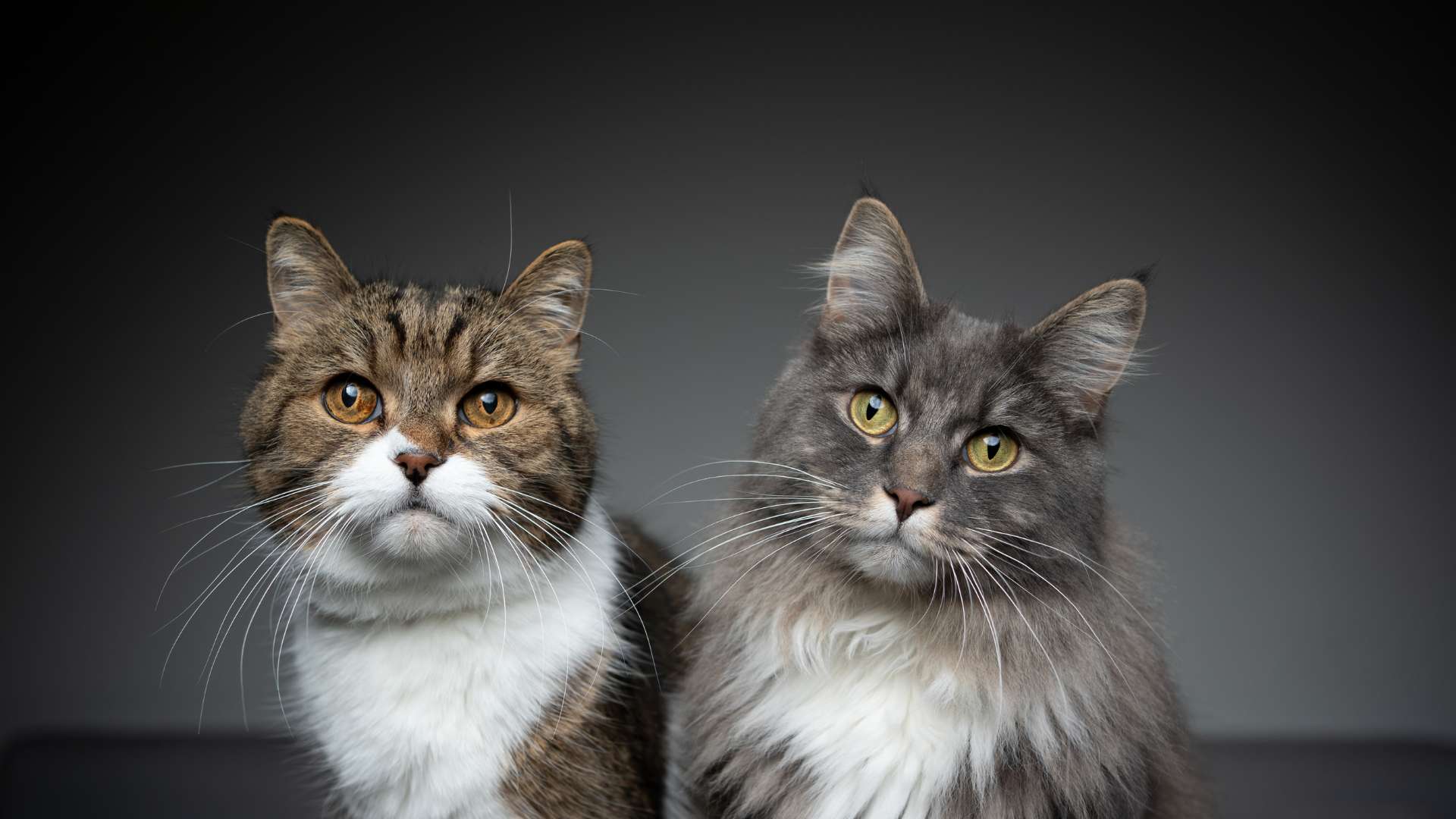 Special Consideration in cat for this chasing like breed, age