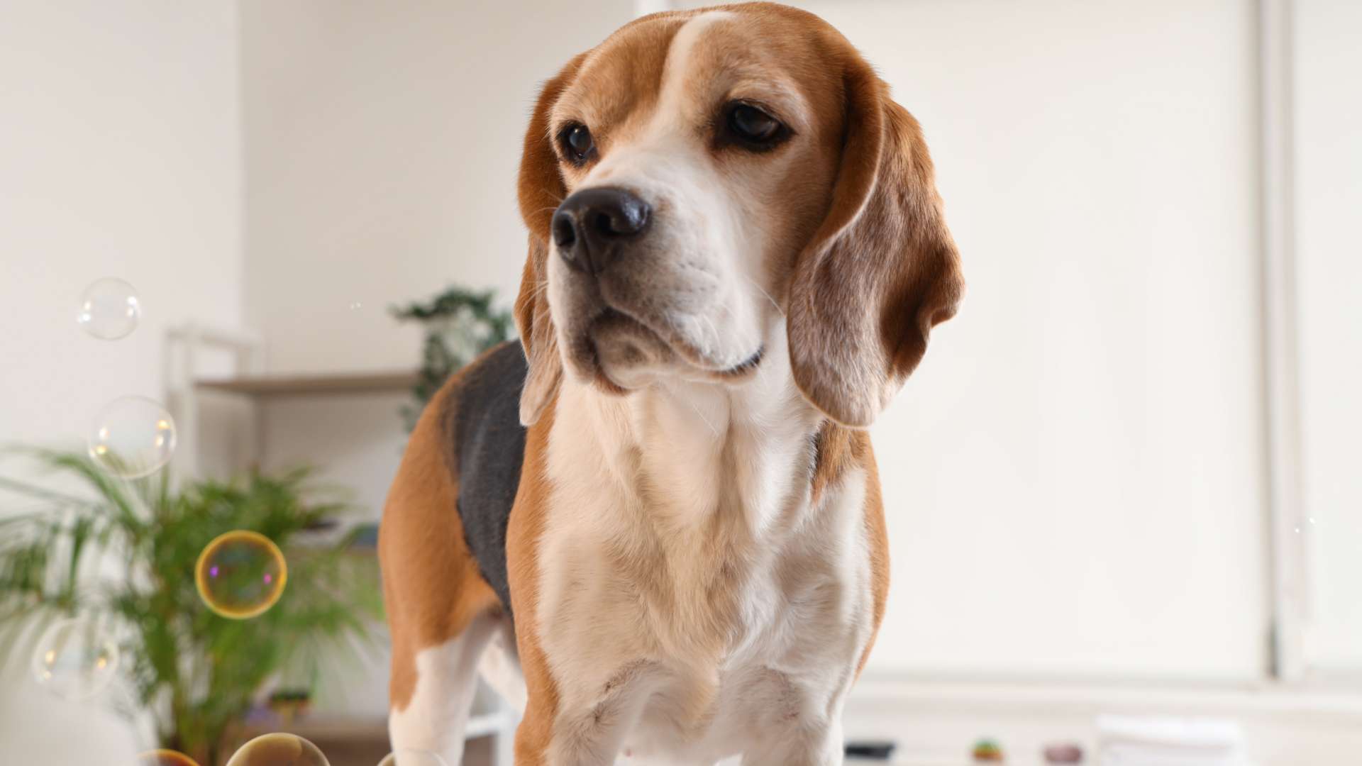 A Beagle being brushed, highlighting its grooming needs and healthy coat.