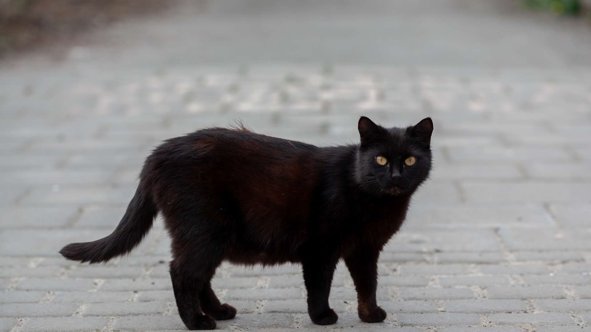 Special Tails Behaviors in Cats