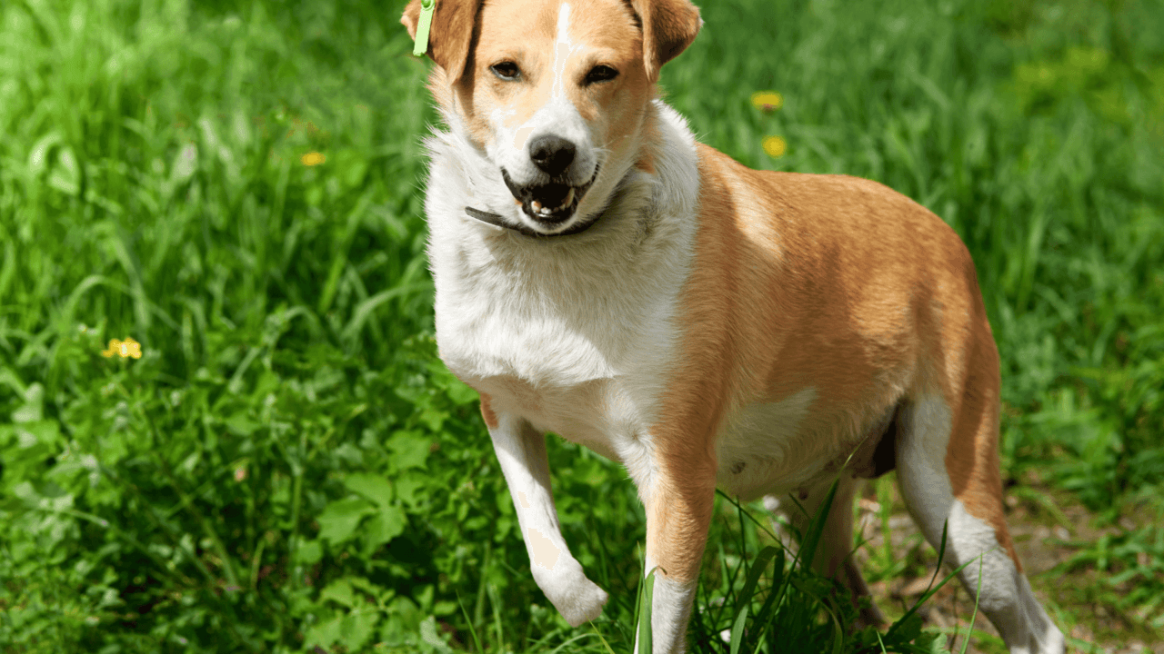 A dog limping or showing signs of pain and then panting 