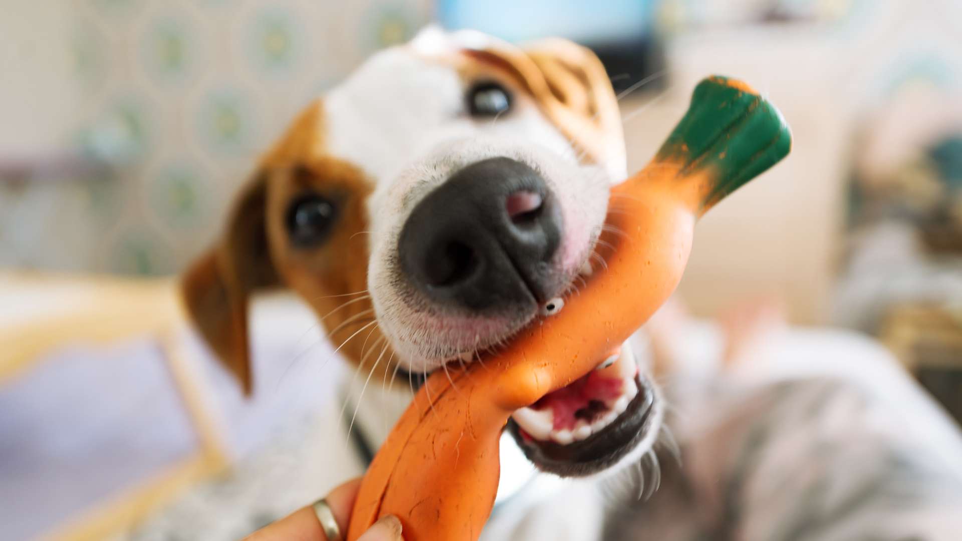 Beyond Squeaky Toys – Other Types of Dog Toys