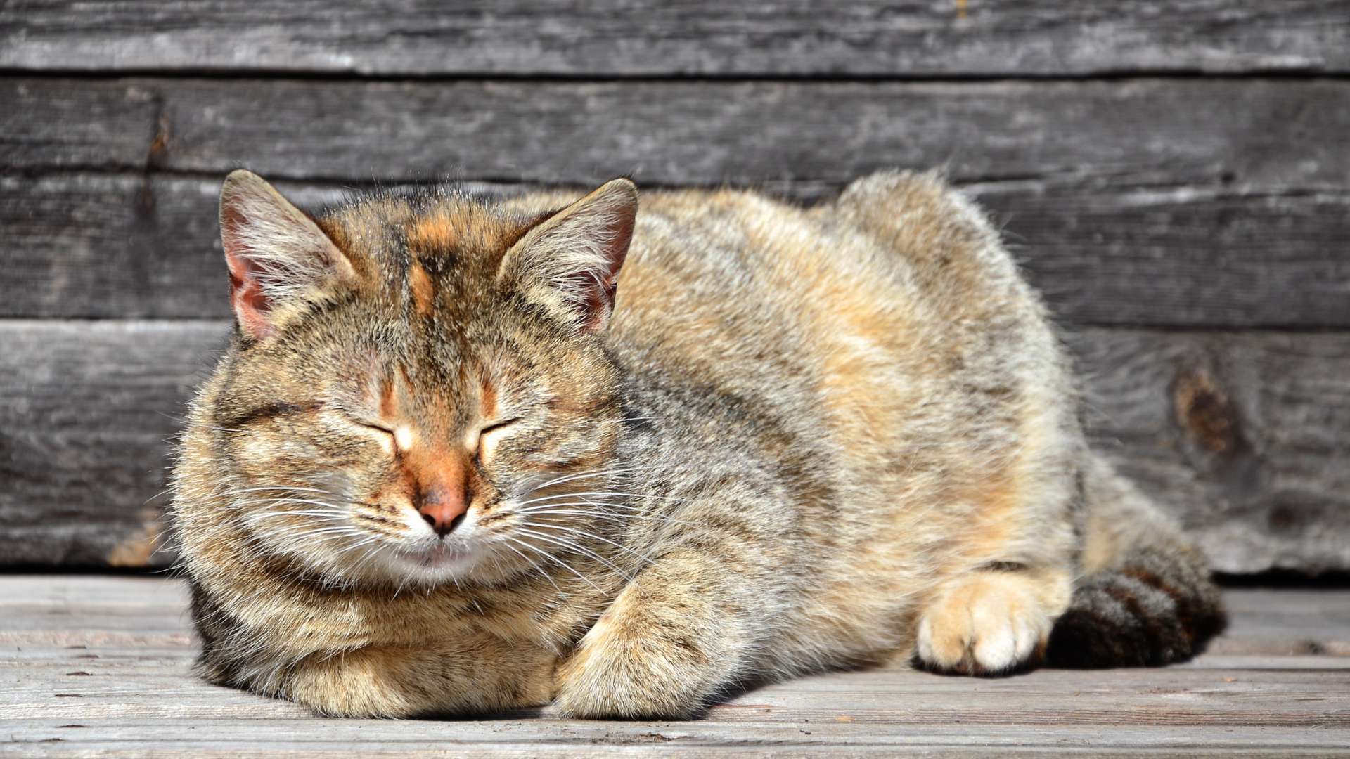 Beyond Licking: Other Feline Behaviors