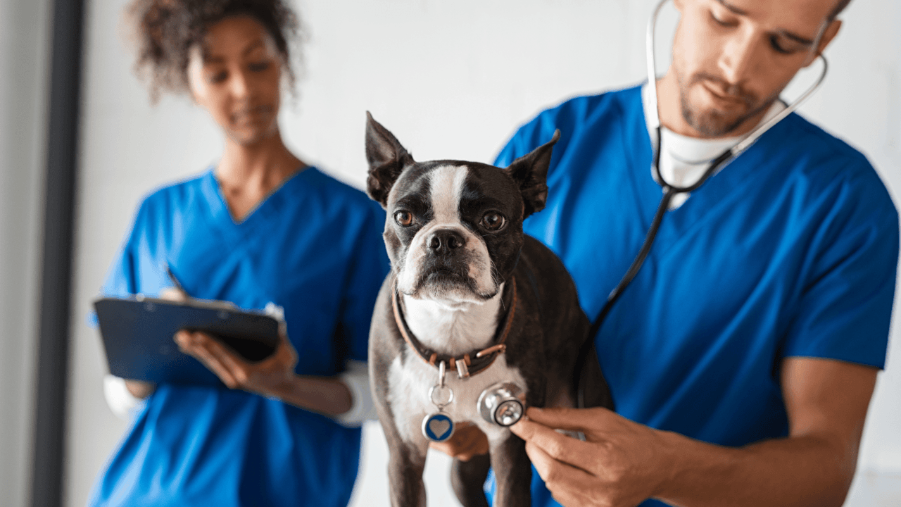 A dog with a vet examining its respiratory system