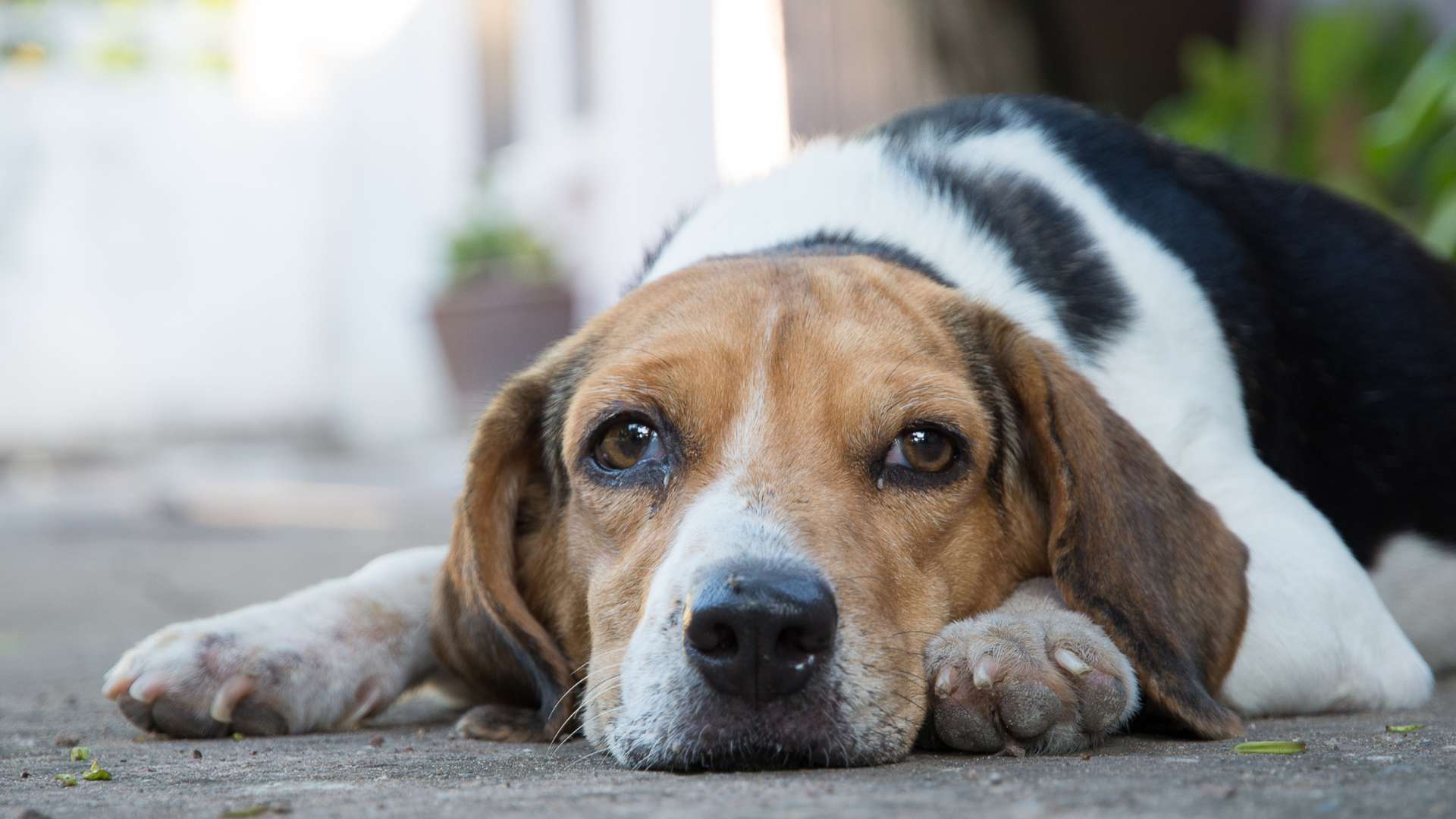 A Beagle experiencing separation anxiety, watching its owner get ready to leave.