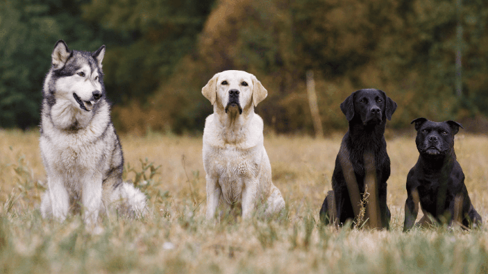 Different breeds of dog in a single frame