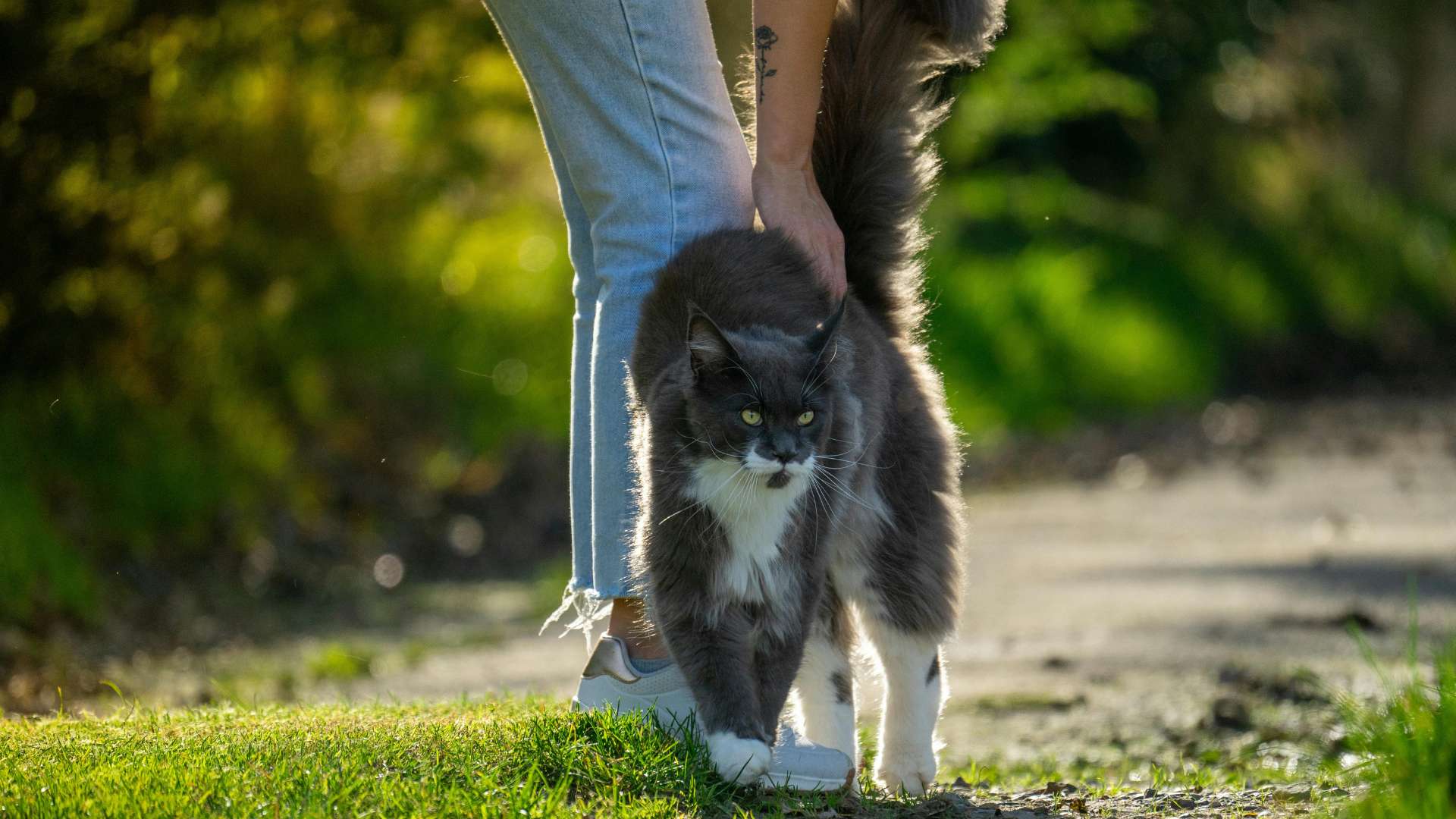 Tail Movements and Health Indicators