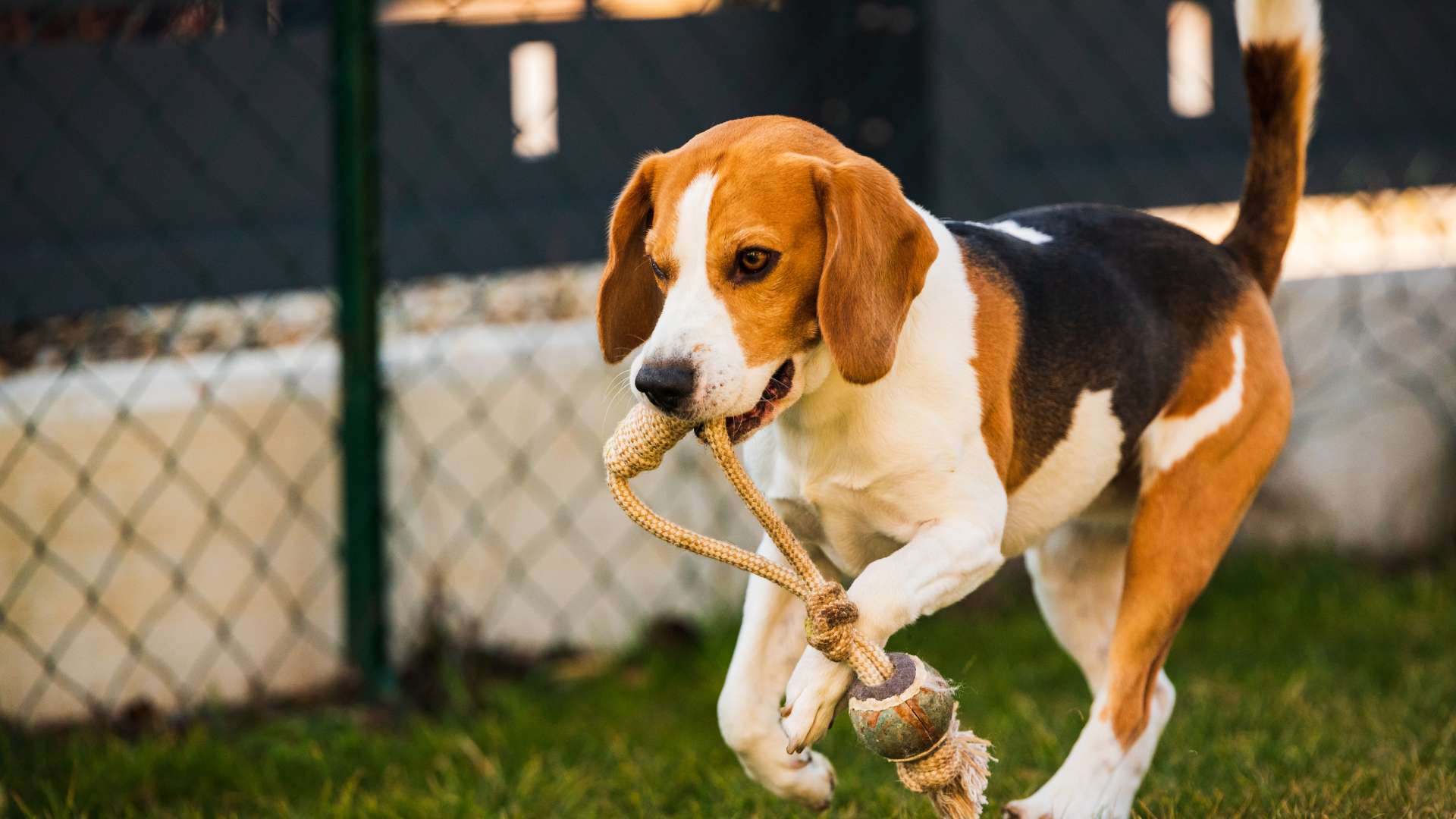 A Beagle enjoying playtime with a family, showcasing its friendly and affectionate nature.