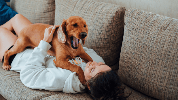 Dogs help us to boost our emotional intelligence