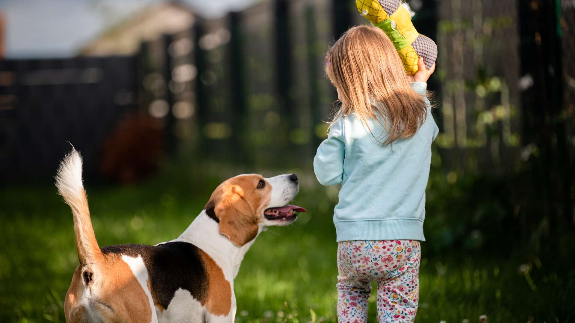A family evaluating their home environment and pet needs, deciding if a Beagle is the right choice.