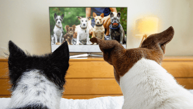 Dogs in different sphere like movies, art, etc.